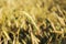 Yellow spikelets of rye on the field. Harvest grain and bread