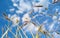 Yellow spikelets of wheat grow on the field against a blue sky with clouds. Spikelets of rye stir in the wind. Rye crop. Spikelets