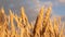 Yellow spikes sway in wind. ripe cereal harvest against sky. Beautiful sky with clouds in the countryside over a field