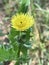 Yellow Spiny Sowthistle Wildflower - Sonchus asper