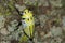 Yellow Spitting bug nest in a tree