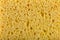 Yellow sponge texture