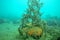 Yellow sponge under sea weeds