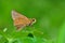 Yellow spot swift butterfly