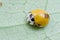 Yellow spotless ladybird