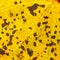 Yellow spotted autumn leaf texture