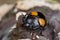 Yellow spotted black fungus beetle