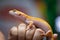 Yellow spotted eublefar in human hands. Beautiful tame lizard close up. Macro shooting reptile