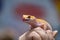 Yellow spotted eublefar in human hands. Beautiful tame lizard close up. Macro shooting reptile