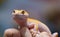 Yellow spotted eublefar in human hands. Beautiful tame lizard close up. Macro shooting reptile