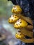 Yellow Spotted Forest Fungi