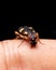 Yellow spotted ground beetle drinking water on finger