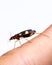 Yellow spotted ground beetle on finger