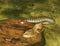 yellow-spotted keelback snake