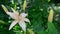 Yellow spotted lily in flowerbed