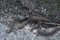 Yellow-spotted millipedes crawling on the dirt ground