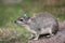 Yellow-spotted rock hyrax