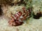 Yellow spotted Scorpionfish Red Sea