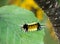 Yellow Spotted Tussock Moth Caterpillar Lophocampa maculata