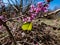 Yellow spring adult male butterfly - The common brimstone Gonepteryx rhamni on four-lobed pink and purple strongly scented