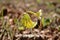 Yellow spring bumblebee macrophotography closeup insects