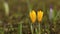 Yellow Spring Crocus
