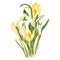 Yellow spring crocus and snowdrops flowers bouquet on white background.