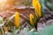 Yellow spring crocuses in the early morning outdoor. Spring background. Spring orange flowers with dew in damp grass