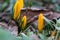 Yellow spring crocuses in the early morning outdoor. Spring background. Spring orange flowers with dew in damp grass