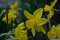 Yellow spring daffodil blooming near lake in Wannsee Berlin Germany