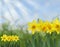 Yellow spring daffodils with green grass and blue sky abstract bokeh background