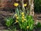 Yellow spring daffodils narcissi flowers