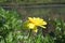 Yellow spring daisy blowing in a breeze