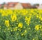 Yellow spring field-colza