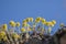 Yellow spring flower Alyssum montanum on the rock