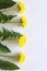 Yellow spring flower. Dandelion isolated on white background. Easter card with space for your greetings