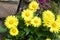 Yellow spring flower doronicum orientale Doronicum - the perfect plant for the spring garden