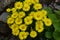 Yellow spring flower doronicum orientale Doronicum - the perfect plant for the spring garden