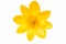 Yellow spring flower isolated