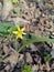 A yellow spring flower that looks like a bright star.