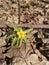 A yellow spring flower that looks like a bright star.