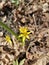 A yellow spring flower that looks like a bright star.