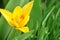 Yellow spring flower. Yellow tulip. Bright beautiful spring background