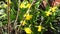 Yellow spring flowers 4K
