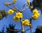 Yellow spring flowers on blue sky