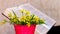 Yellow spring flowers in a decorative bucket near an open book