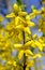 Yellow spring flowers forsythia