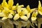 Yellow spring flowers of Forsythia isolated on black background