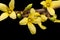 Yellow spring flowers of Forsythia isolated on black background, close up
