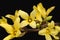 Yellow spring flowers of Forsythia isolated on black background, mirror reflection.